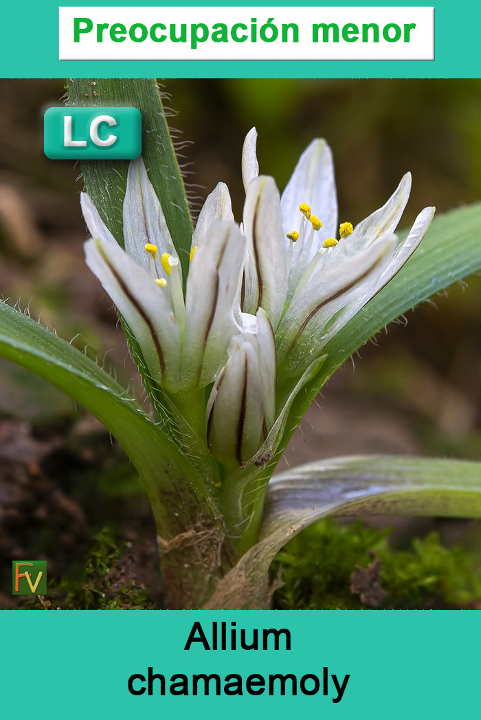 Allium chamaemoly