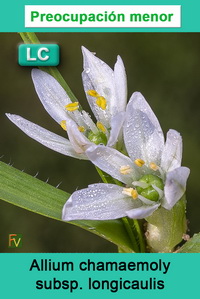 Allium chamaemoly longicaulis