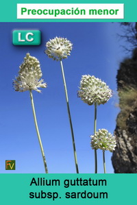 Allium guttatum sardoum