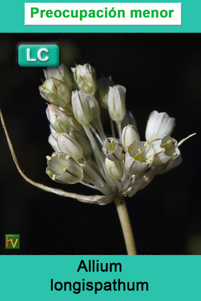 Allium pallens