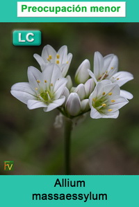 Allium massaessylum