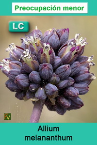 Allium melananthum