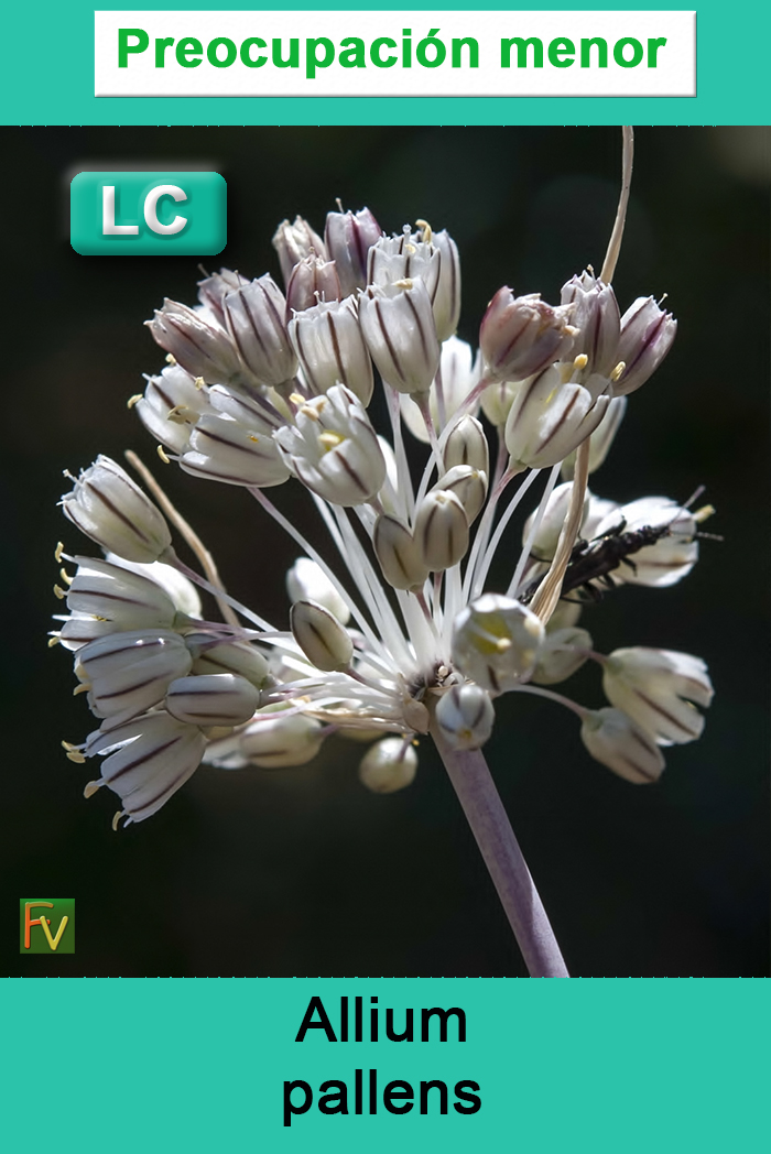 Allium pallens
