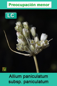 Allium paniculatum paniculatum