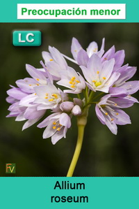 Allium roseum