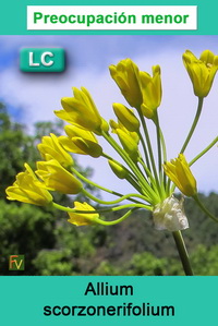 Allium scorzonerifolium