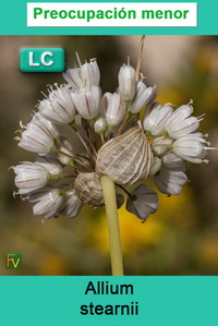 Allium stearnii