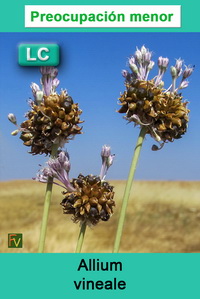 Allium vineale