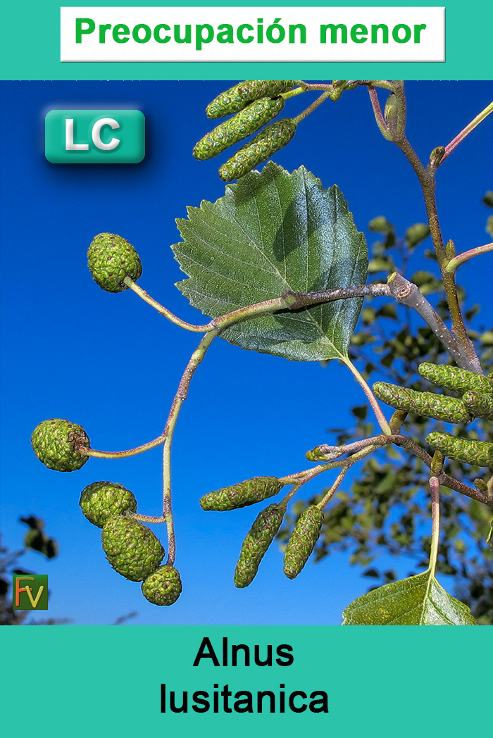 Alnus lusitanica