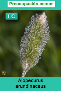 Alopecurus arundinaceus