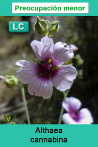 Althaea cannabina