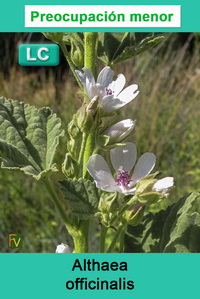 Althaea officinalis