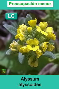 Alyssum alyssoides