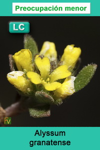 Alyssum granatense