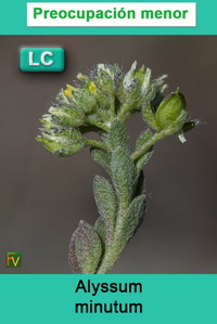 Alyssum minutum