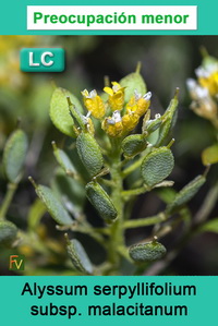Alyssum serpyllifolium malacitanum