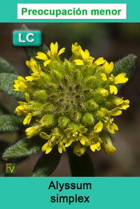 Alyssum simplex