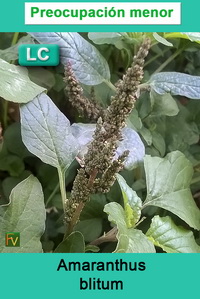 Amaranthus blitum