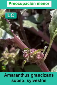 Amaranthus graecizans sylvestris