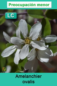 Amelanchier ovalis