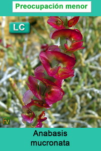 Anabasis articulata