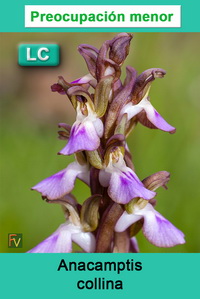 Anacamptis collina