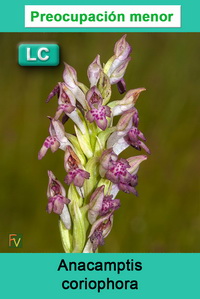Anacamptis coriophora