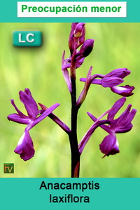 Anacamptis laxiflora