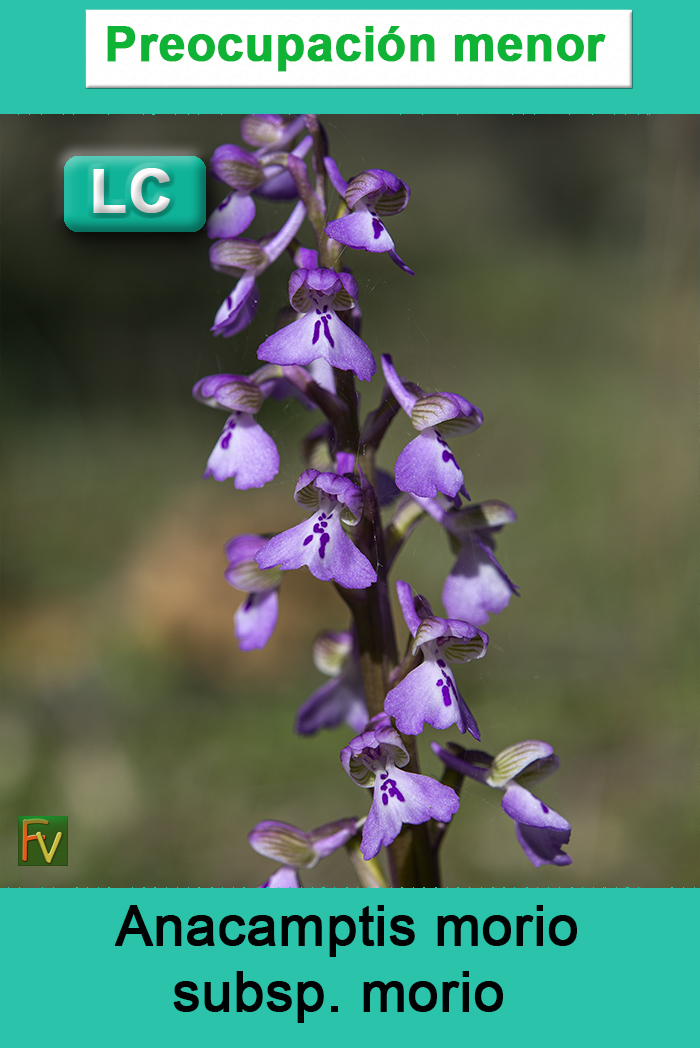 Anacamptis morio morio