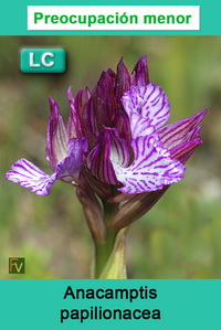 Anacamptis papilionacea