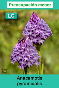 Anacamptis pyramidalis