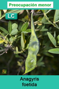 Anagyris foetida
