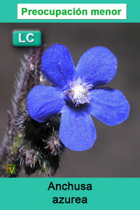 Anchusa azurea