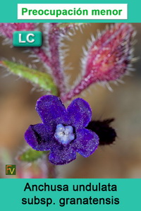 Anchusa undulata granatensis