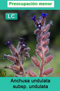 Anchusa undulata undulata