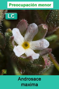 Androsace maxima