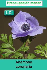 Anemone coronaria