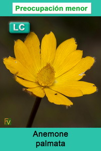 Anemone palmata