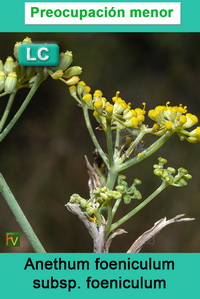 Anethum foeniculum foeniculum