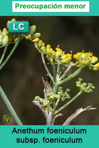 Anethum foeniculum foeniculum