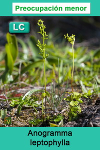 Anogramma leptophylla