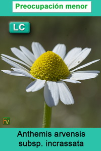 Anthemis arvensis incrassata