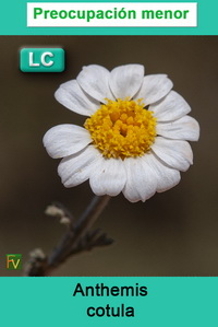 Anthemis cotula