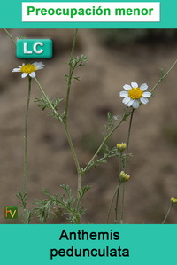 Anthemis pedunculata