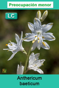 Anthericum baeticum