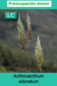 Anthoxanthum odoratum