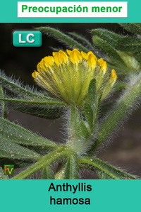 Anthyllis hamosa