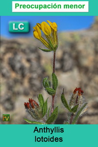 Anthyllis lotoides