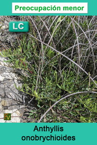 Anthyllis onobrychioides