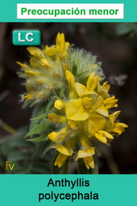 Anthyllis polycephala